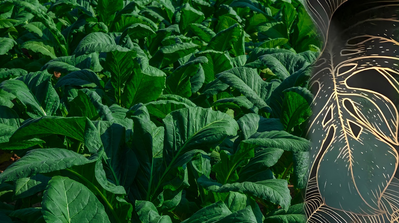 WhatsApp Image 2025-12-19 at 2.39.40 AM