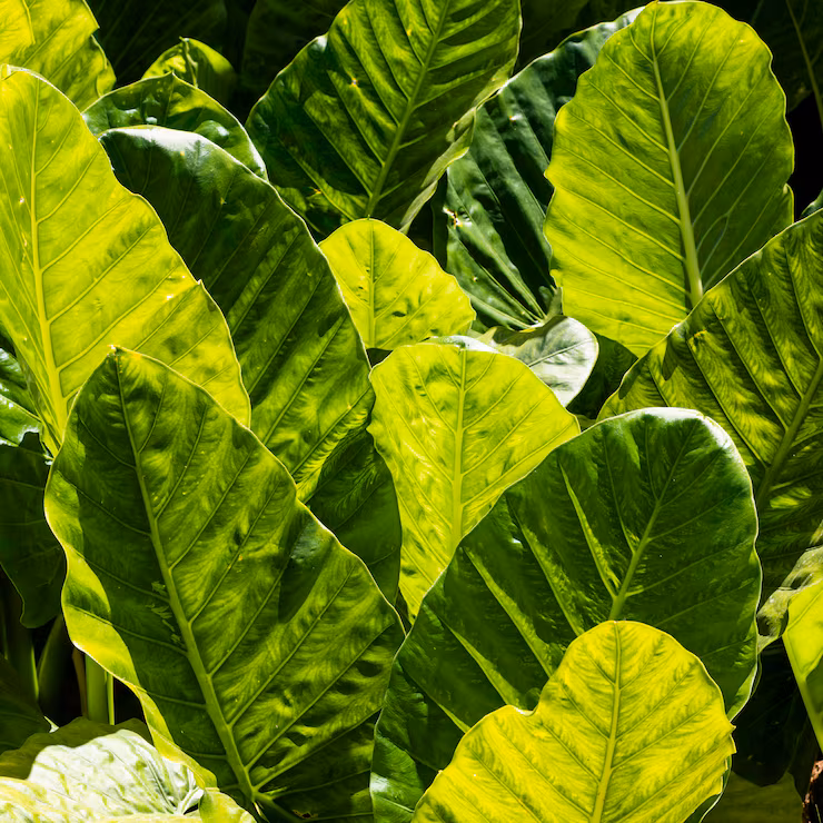 front-view-tropical-leaves-sun-outdoors_23-2148817599